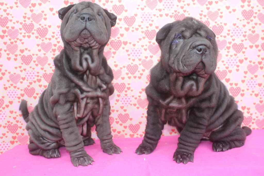 chiot Shar Pei of caniland's dream