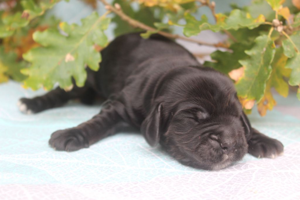 of caniland's dream - Chiot disponible  - Cocker Spaniel Anglais