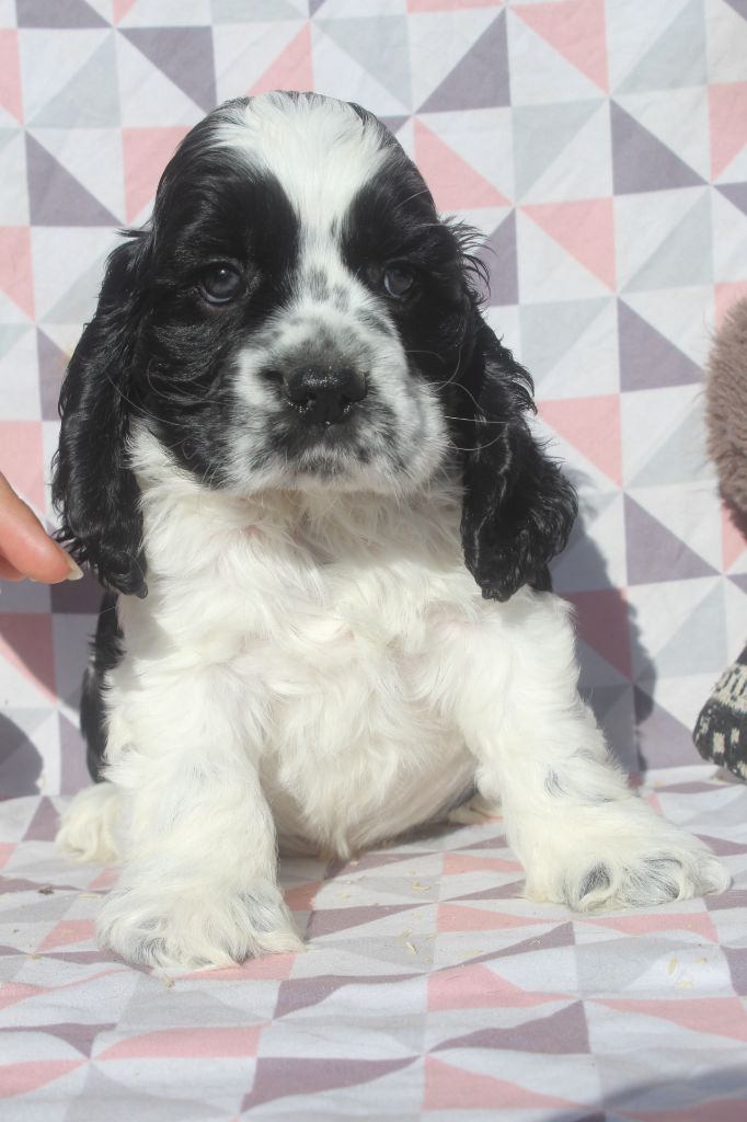 of caniland's dream - Chiot disponible  - American Cocker Spaniel