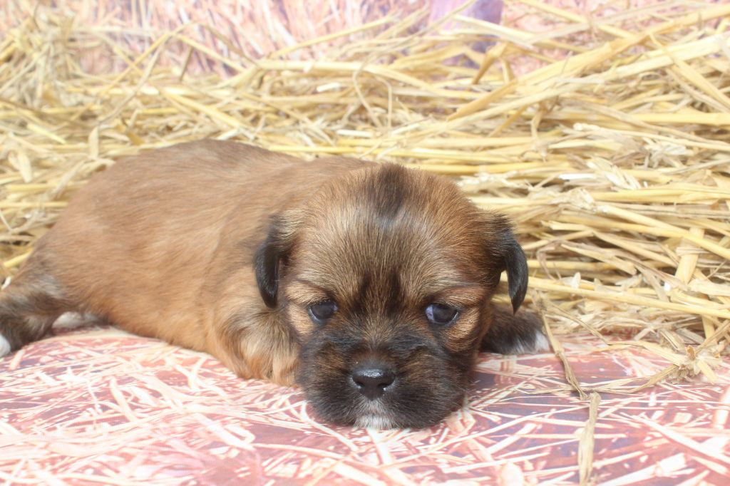 of caniland's dream - Chiot disponible  - Lhassa Apso
