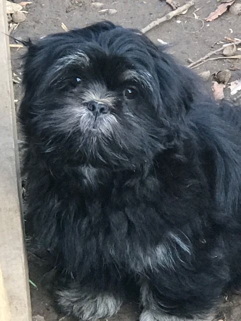 of caniland's dream - Chiot disponible  - Lhassa Apso