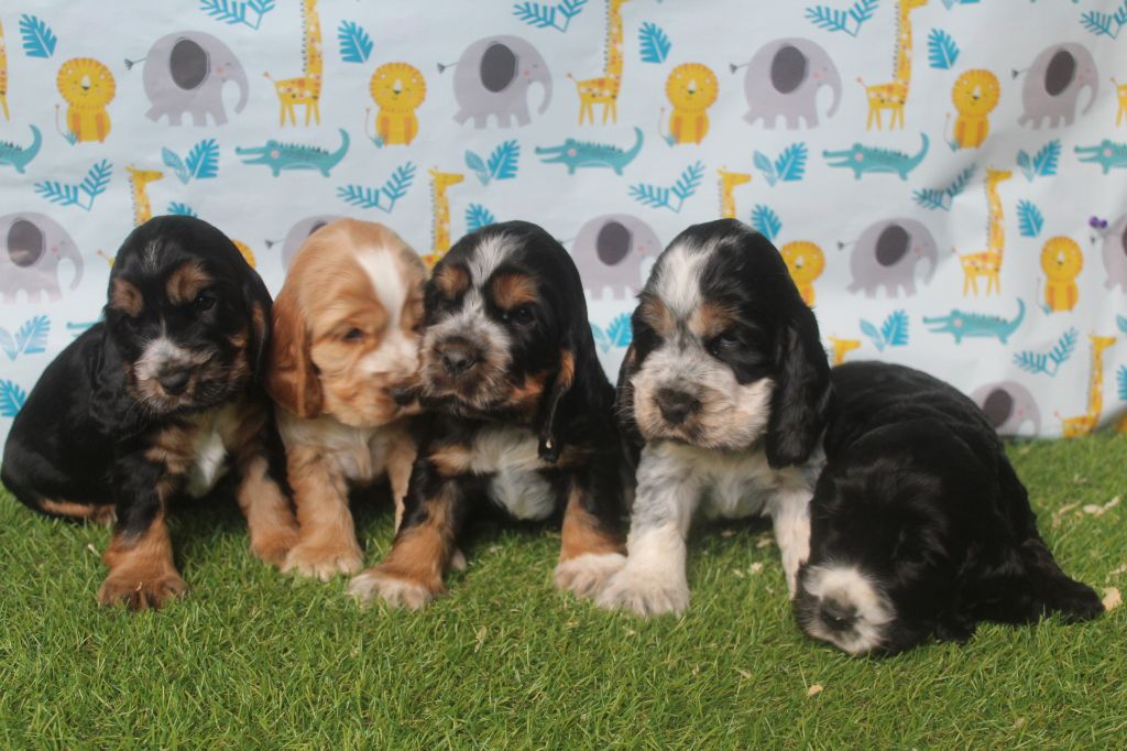 chiot Cocker Spaniel Anglais of caniland's dream