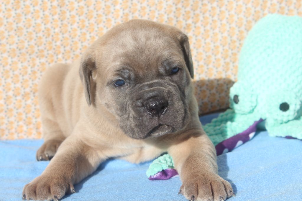 of caniland's dream - Chiot disponible  - Cane Corso