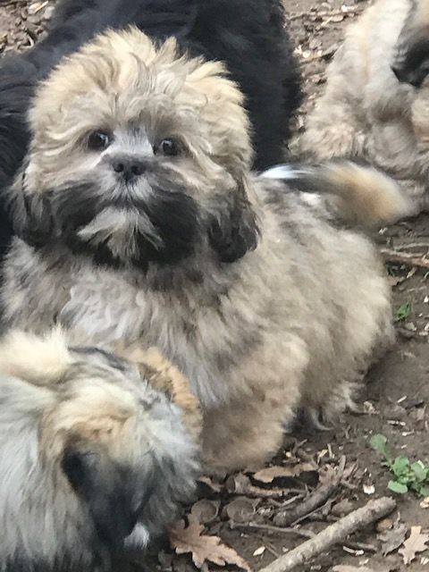 of caniland's dream - Chiot disponible  - Lhassa Apso