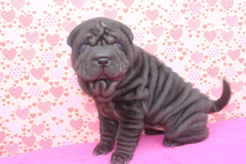 of caniland's dream - Chiot disponible  - Shar Pei