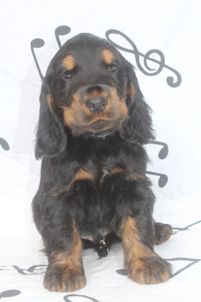 of caniland's dream - Chiot disponible  - Cocker Spaniel Anglais