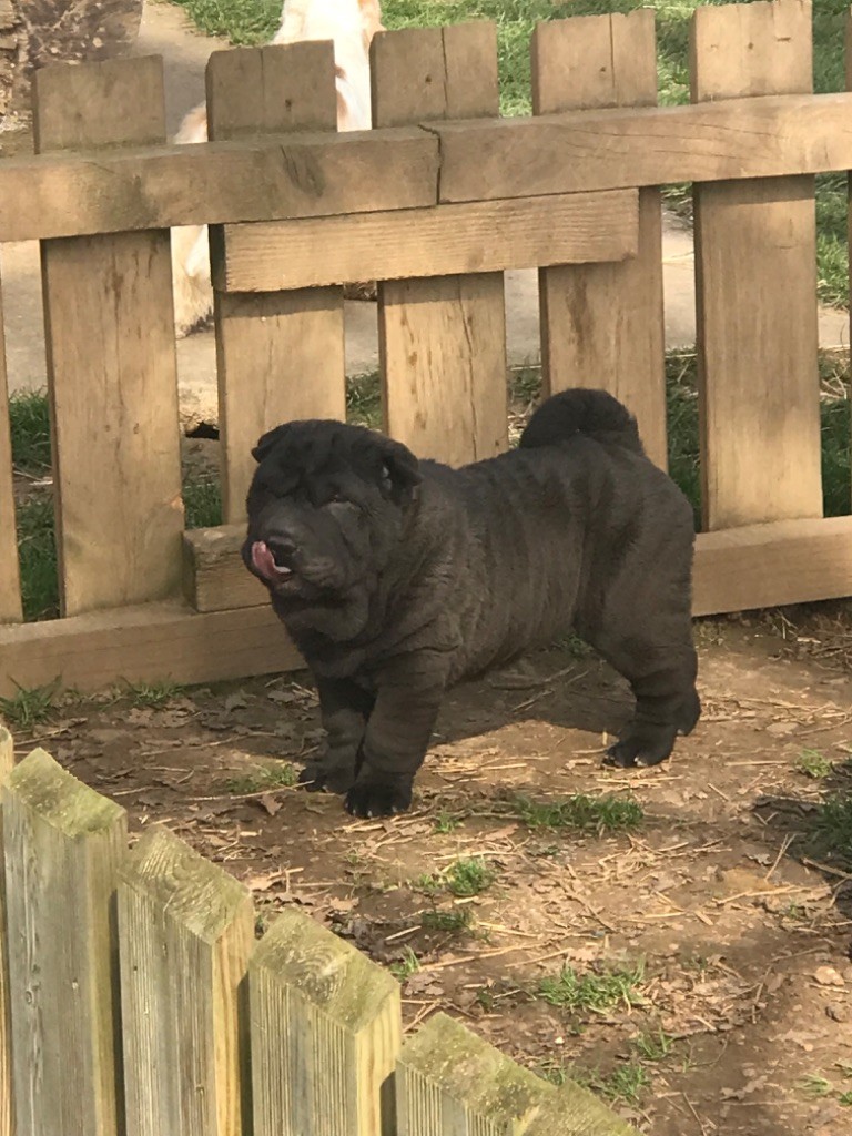 of caniland's dream - Chiot disponible  - Shar Pei