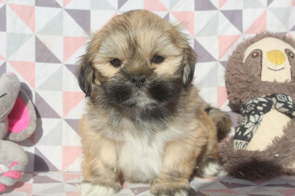 of caniland's dream - Chiot disponible  - Lhassa Apso