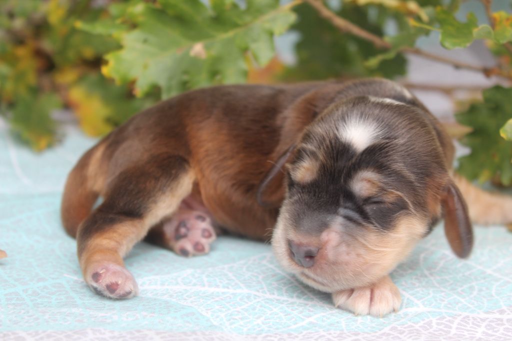 of caniland's dream - Chiot disponible  - Cocker Spaniel Anglais