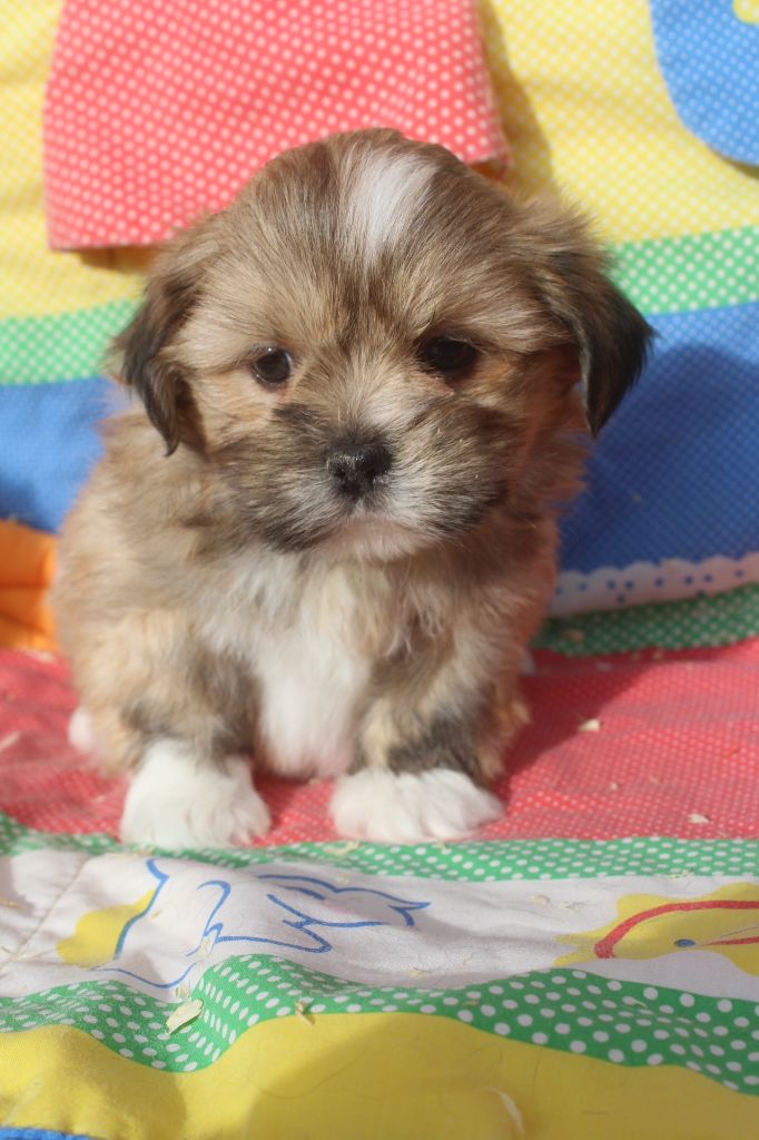 of caniland's dream - Chiot disponible  - Lhassa Apso