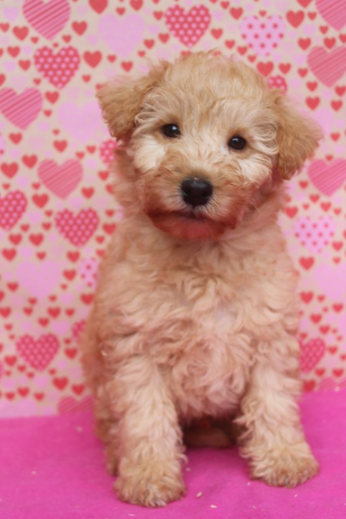 of caniland's dream - Chiot disponible  - Lakeland Terrier