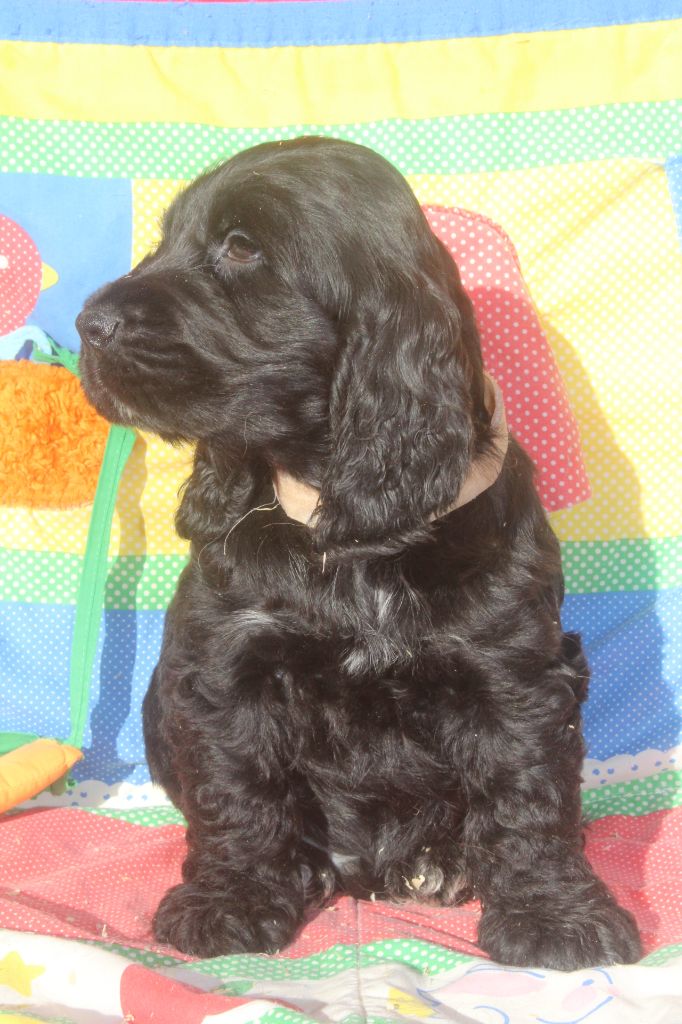 of caniland's dream - Chiot disponible  - Cocker Spaniel Anglais