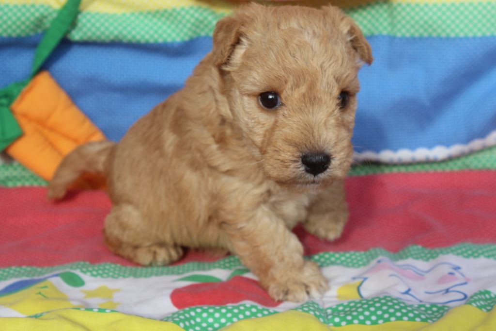 of caniland's dream - Chiot disponible  - Lakeland Terrier