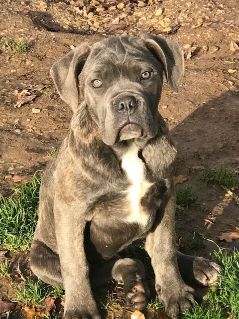 chiot Cane Corso of caniland's dream