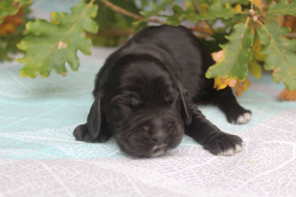 of caniland's dream - Chiot disponible  - Cocker Spaniel Anglais