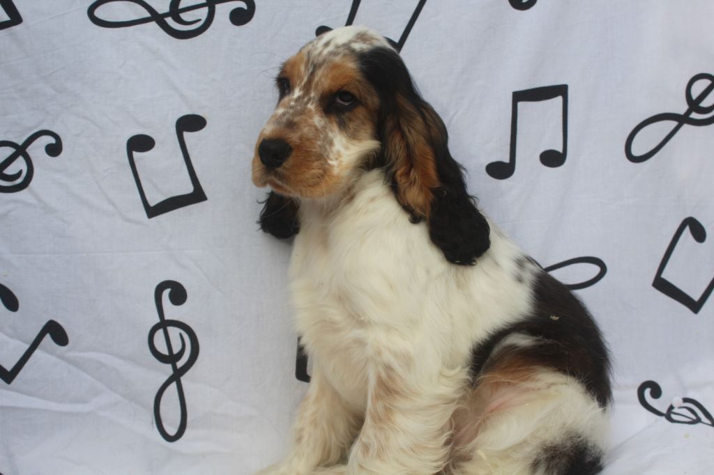 of caniland's dream - Chiot disponible  - Cocker Spaniel Anglais