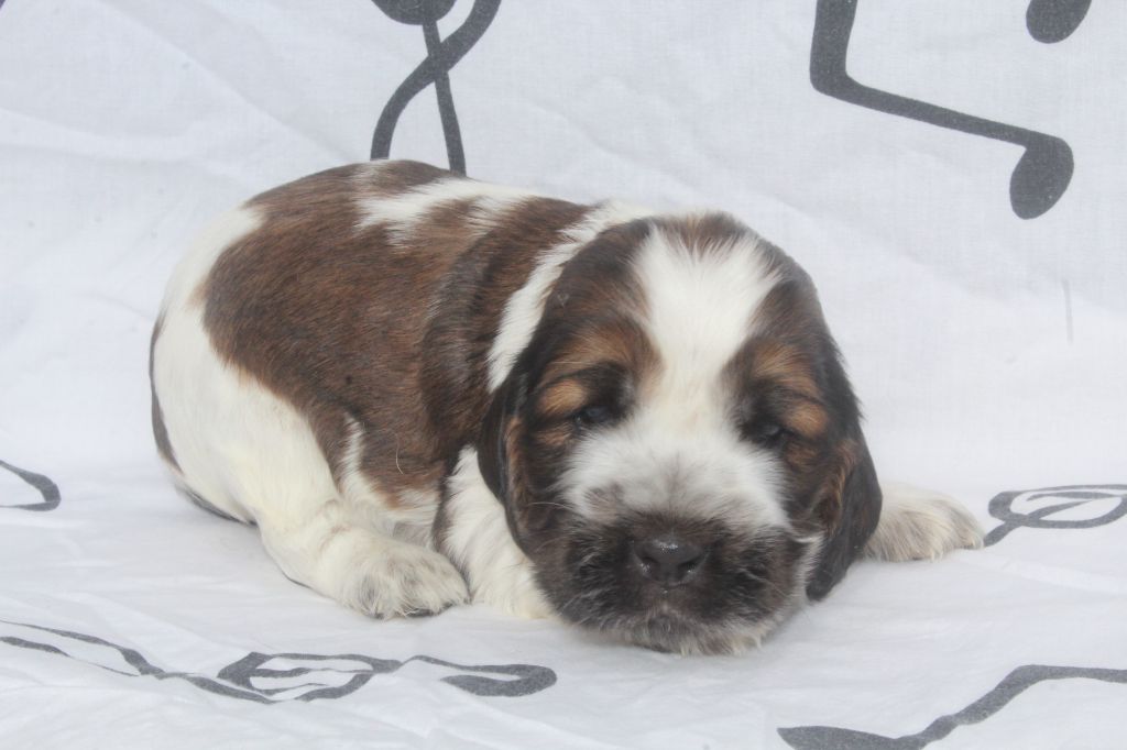 of caniland's dream - Chiot disponible  - Cocker Spaniel Anglais