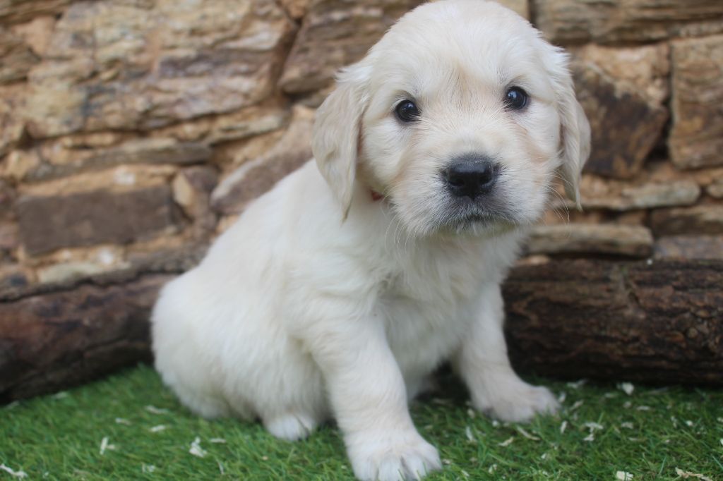 of caniland's dream - Chiot disponible  - Golden Retriever