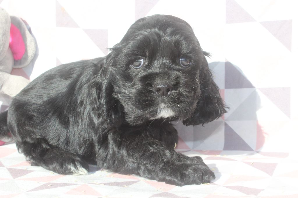 of caniland's dream - Chiot disponible  - American Cocker Spaniel