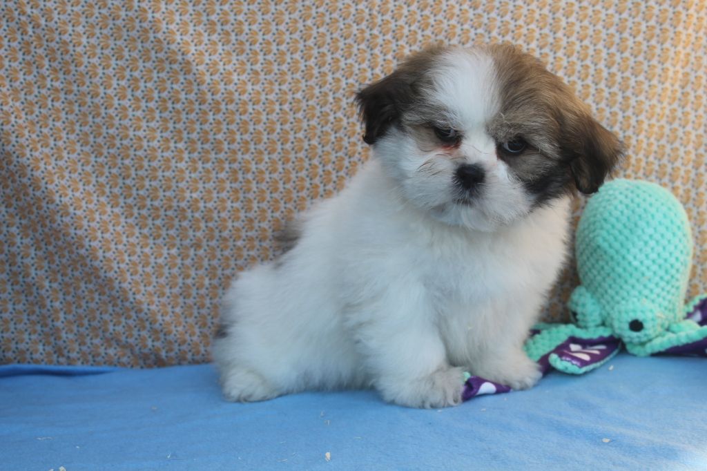 of caniland's dream - Chiot disponible  - Lhassa Apso