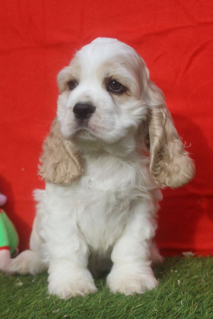 of caniland's dream - Chiot disponible  - American Cocker Spaniel