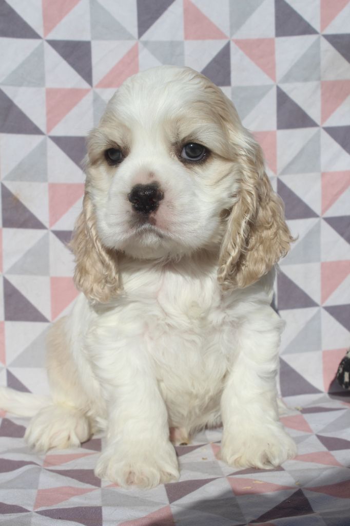 of caniland's dream - Chiot disponible  - American Cocker Spaniel