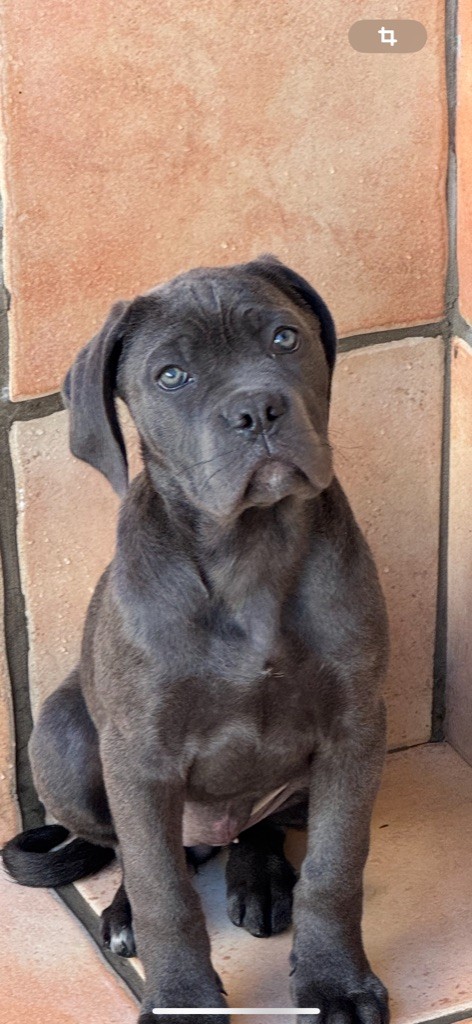 of caniland's dream - Chiot disponible  - Cane Corso