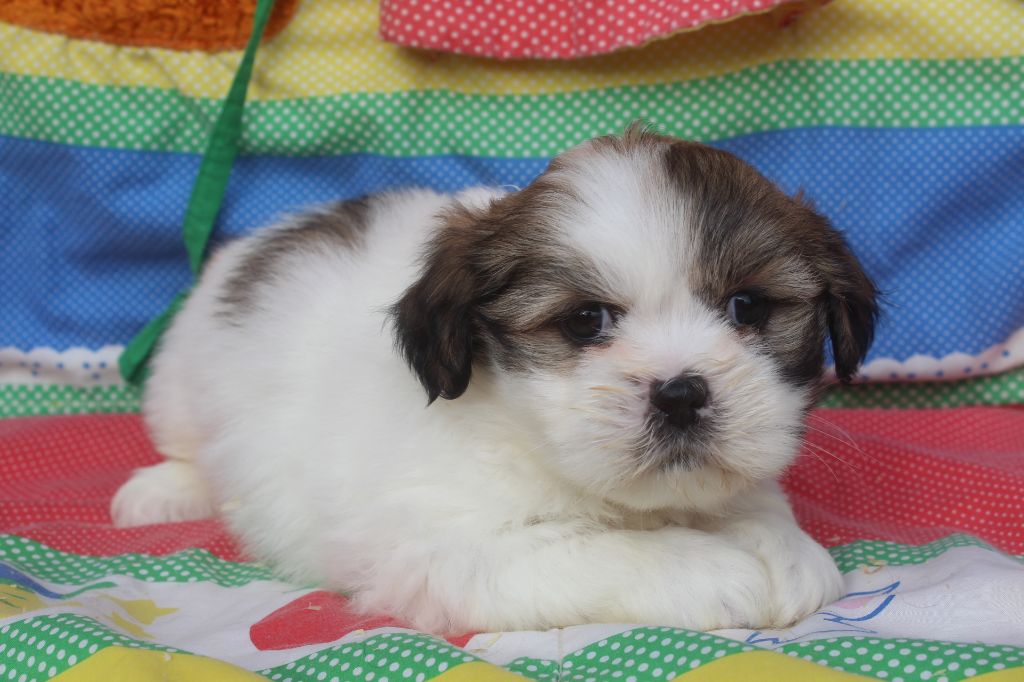 of caniland's dream - Chiot disponible  - Lhassa Apso