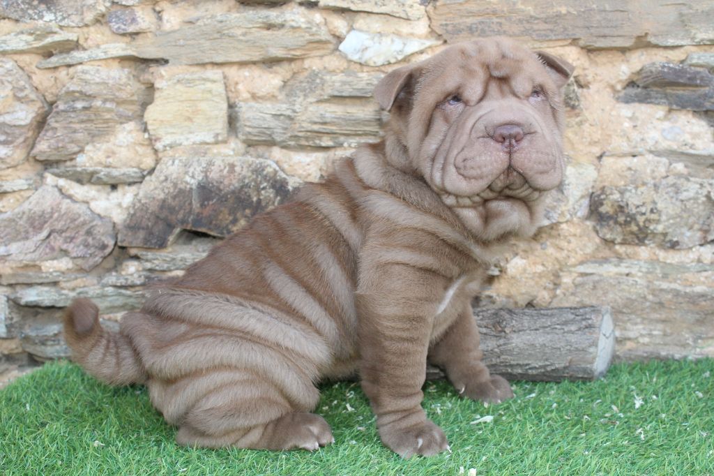 of caniland's dream - Chiot disponible  - Shar Pei