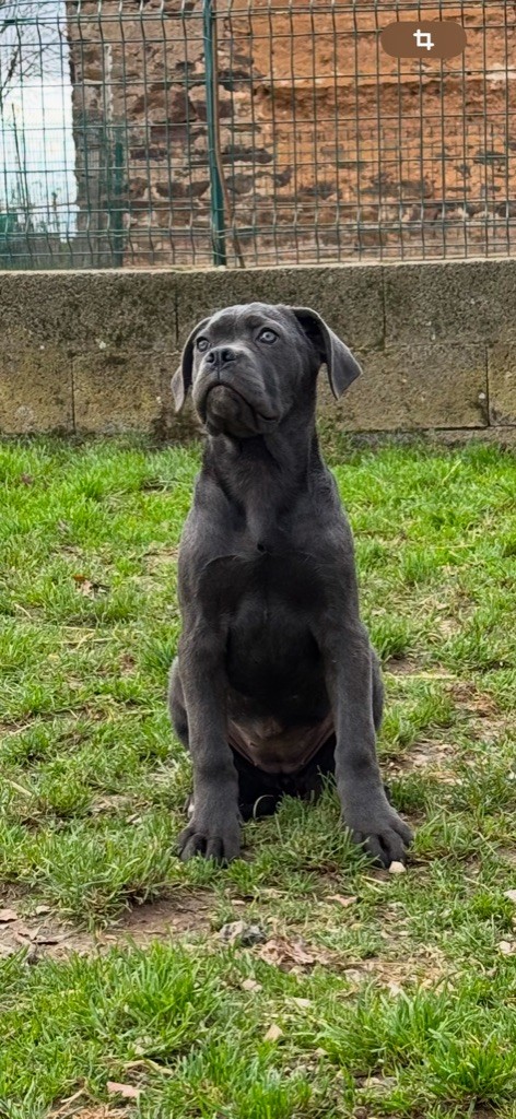 of caniland's dream - Chiot disponible  - Cane Corso