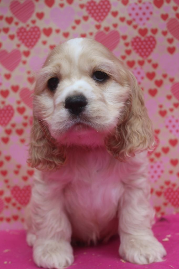 of caniland's dream - Chiot disponible  - American Cocker Spaniel