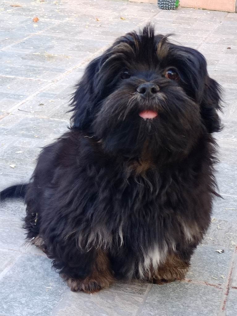 of caniland's dream - Chiot disponible  - Lhassa Apso