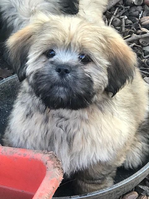 of caniland's dream - Chiot disponible  - Lhassa Apso