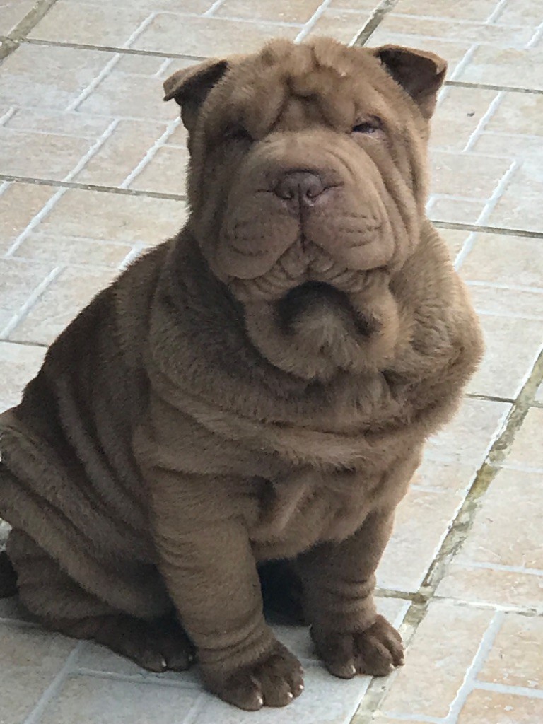 of caniland's dream - Chiot disponible  - Shar Pei