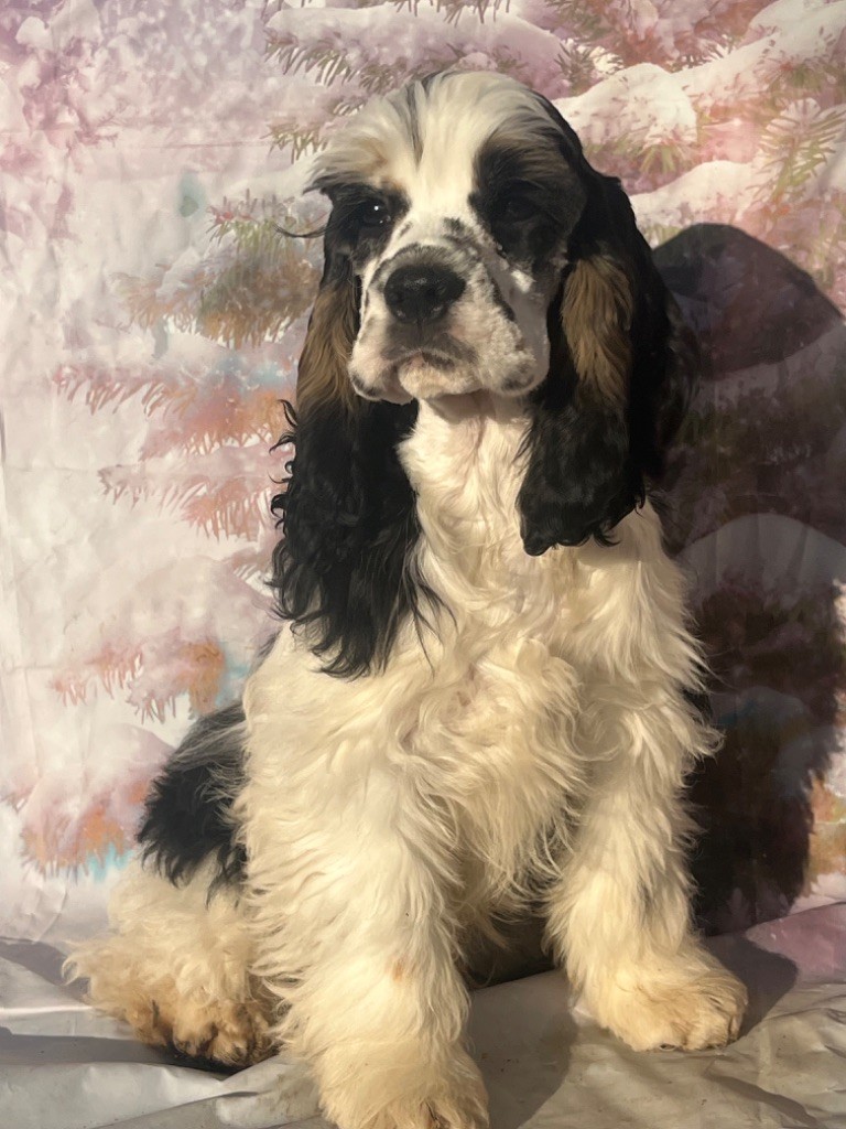 of caniland's dream - Chiot disponible  - American Cocker Spaniel