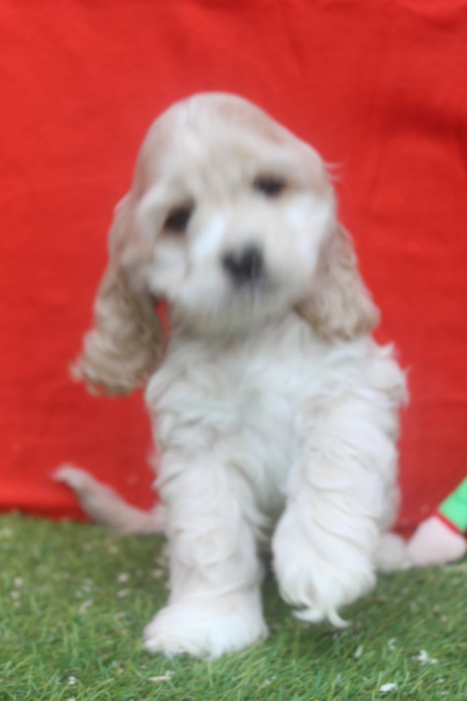 of caniland's dream - Chiot disponible  - American Cocker Spaniel