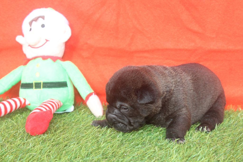 of caniland's dream - Chiot disponible  - Shar Pei