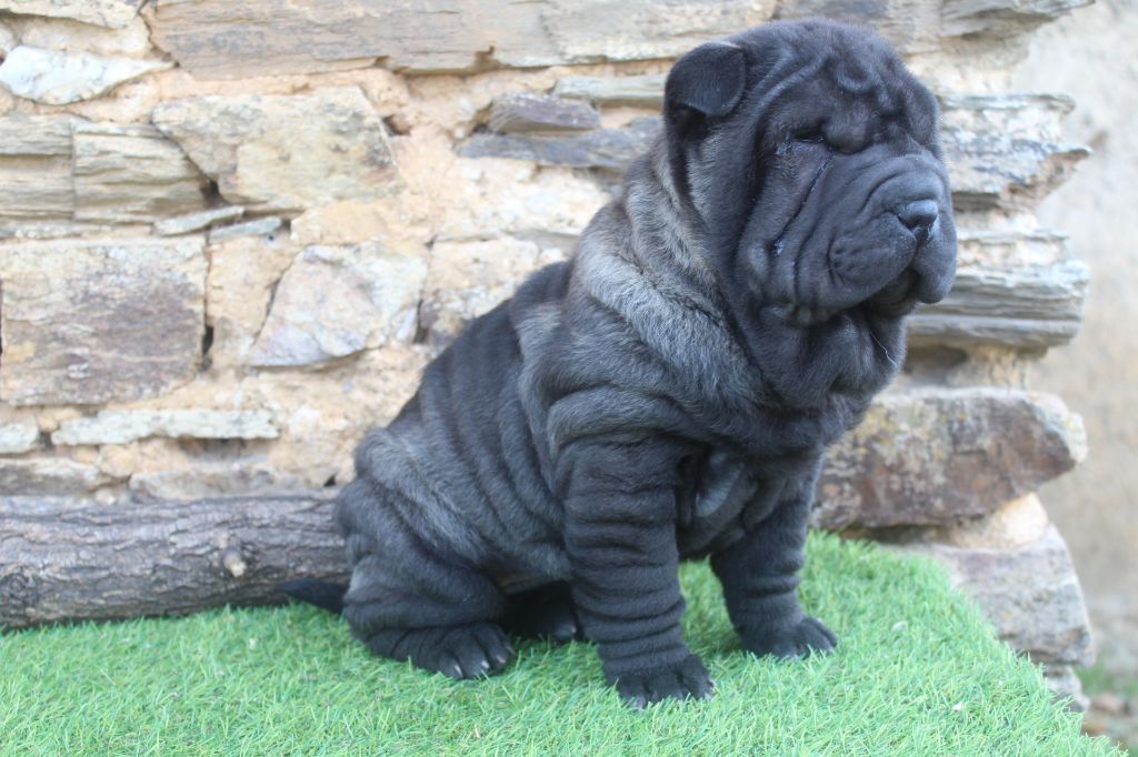 of caniland's dream - Chiot disponible  - Shar Pei