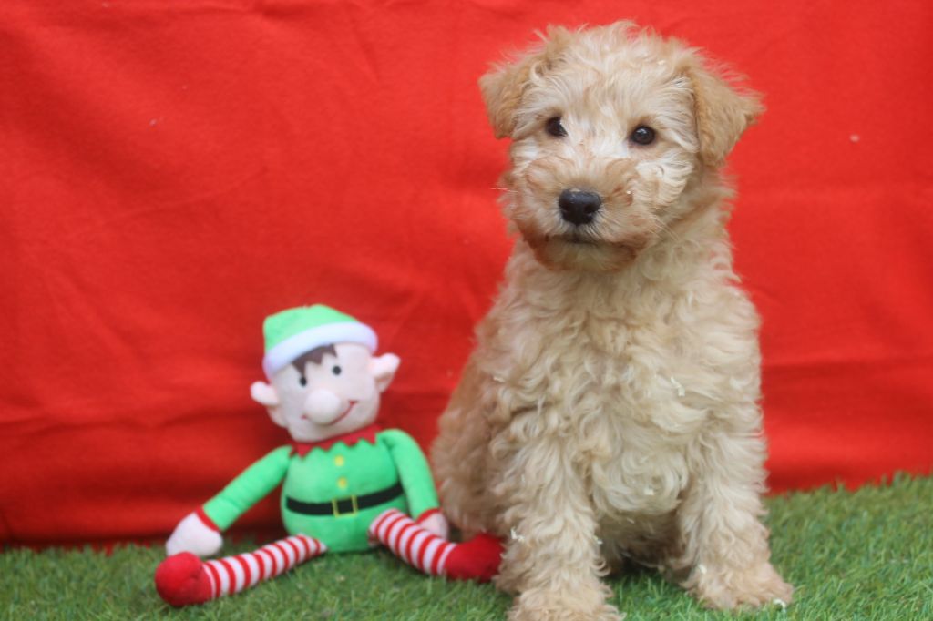 of caniland's dream - Chiot disponible  - Lakeland Terrier