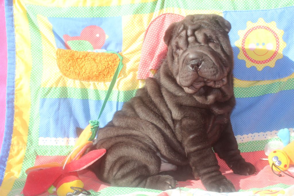 of caniland's dream - Chiot disponible  - Shar Pei