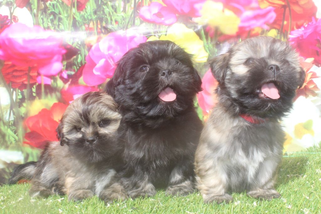 chiot Lhassa Apso of caniland's dream