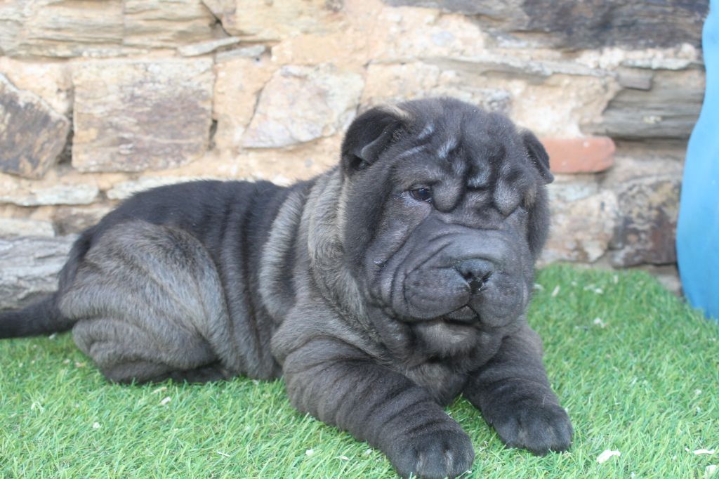 of caniland's dream - Chiot disponible  - Shar Pei