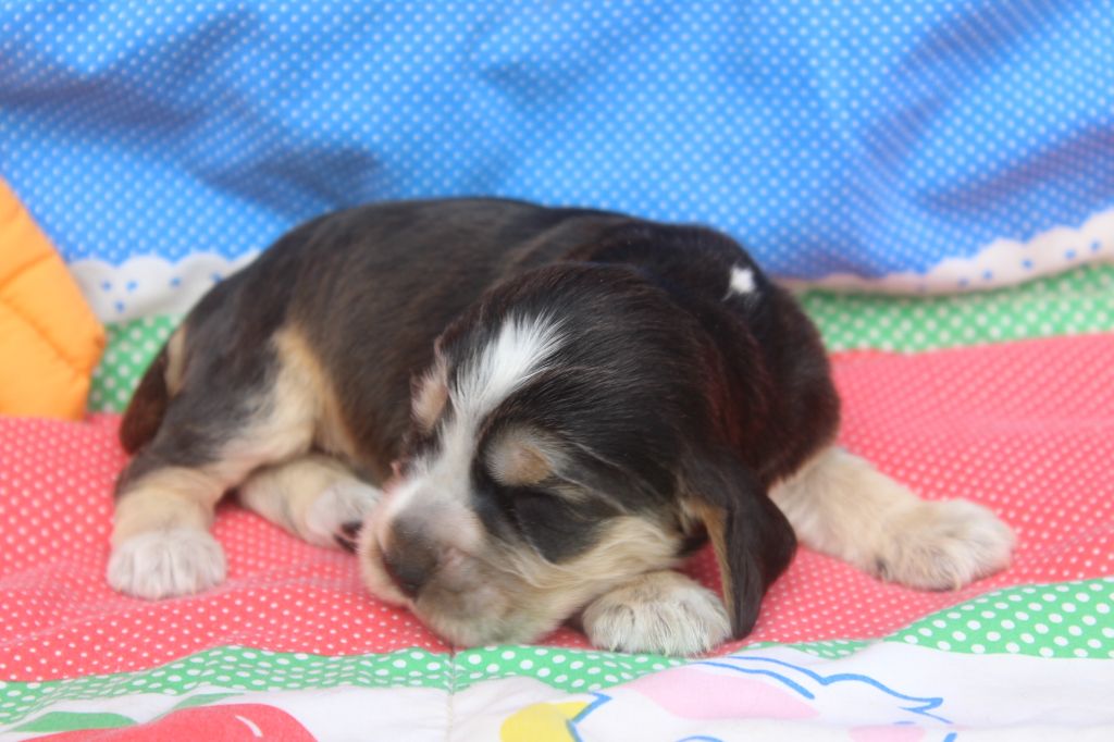 of caniland's dream - Chiot disponible  - Cocker Spaniel Anglais