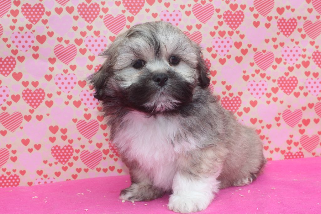 of caniland's dream - Chiot disponible  - Lhassa Apso