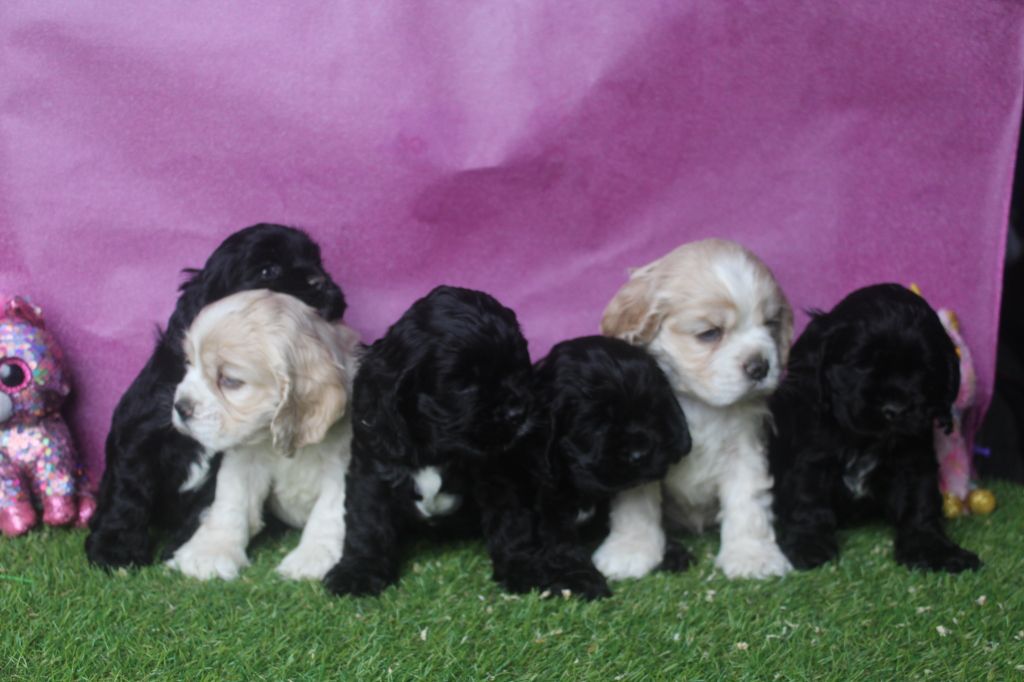 chiot American Cocker Spaniel of caniland's dream