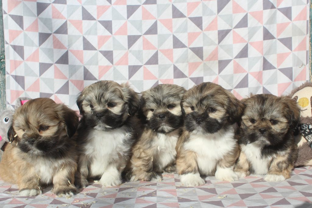 chiot Lhassa Apso of caniland's dream