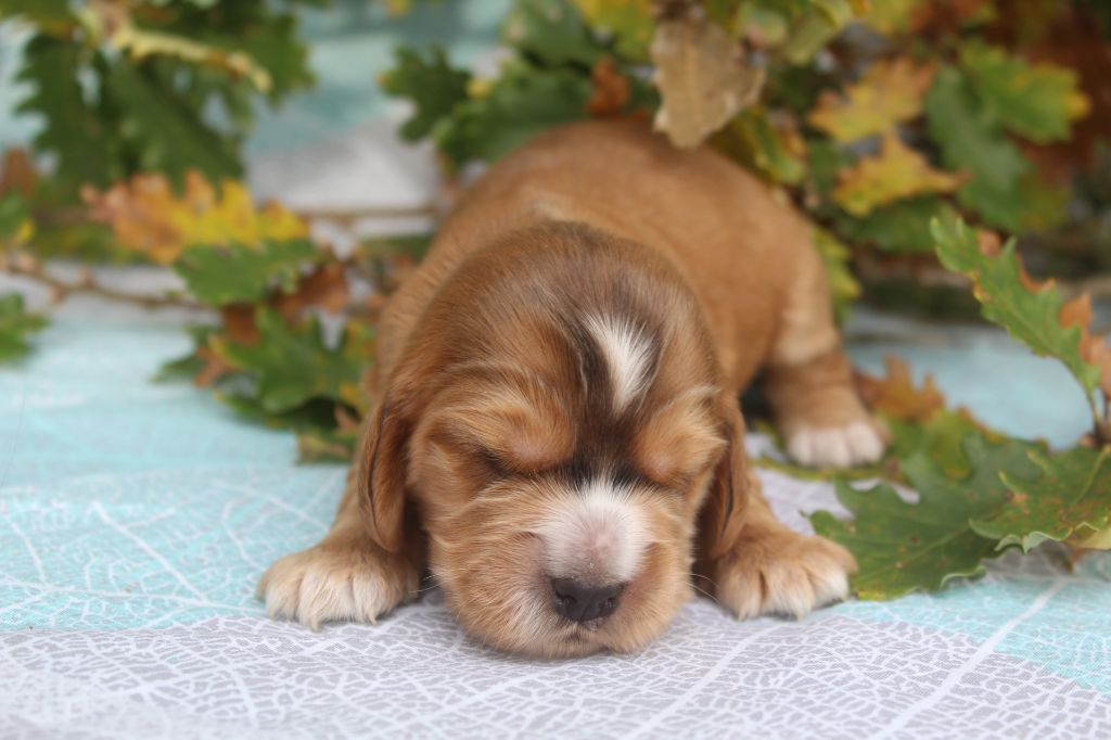 of caniland's dream - Chiot disponible  - Cocker Spaniel Anglais