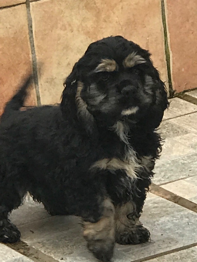 of caniland's dream - Chiot disponible  - American Cocker Spaniel