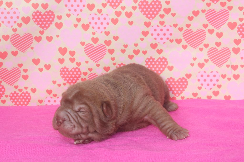 of caniland's dream - Chiot disponible  - Shar Pei