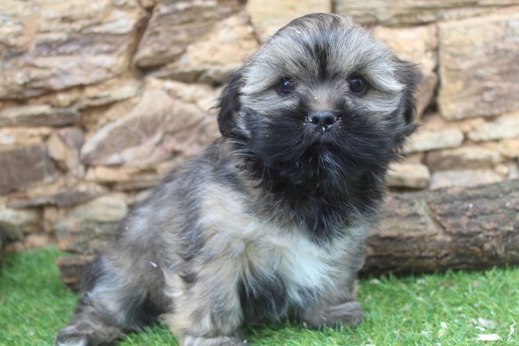 of caniland's dream - Chiot disponible  - Lhassa Apso